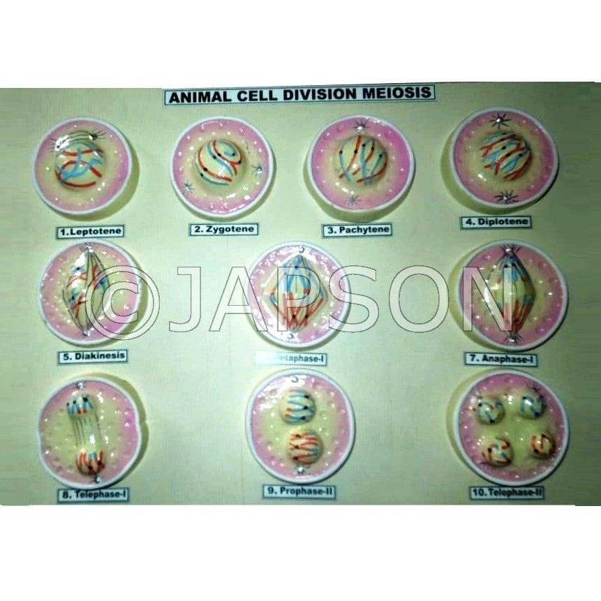 Animal Meiosis Model, Small Animal Meiosis Model, Small